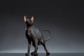 Sphynx Cat Stands and squints Looking up on Black Royalty Free Stock Photo