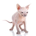 Sphynx cat studio shot, on a white background Royalty Free Stock Photo