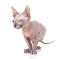 Sphynx cat studio shot, on a white background Royalty Free Stock Photo