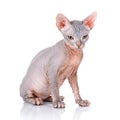 Sphynx cat studio shot, on a white background Royalty Free Stock Photo