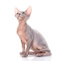 Sphynx cat studio shot, on a white background Royalty Free Stock Photo