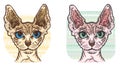 Sphynx Cat vector Illustration