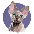 Sphynx cat vector illustration. Head portrait on a colored background