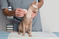 Sphynx cat in vet hands on white background. Cat check up in veterinarian clinic Royalty Free Stock Photo