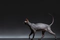 Sphynx Cat Walks on Black Background, Side Royalty Free Stock Photo