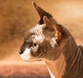 Sphynx cat, 1 year old