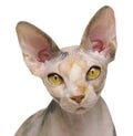 Sphynx cat, 1 year old, in front of white background Royalty Free Stock Photo