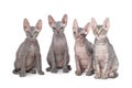 Sphynx cats