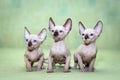 Sphynx cats with blue eyes