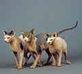 Sphynx Domestic Cat Royalty Free Stock Photo