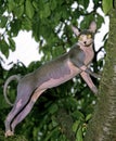 Sphynx Domestic Cat, Adult standing in Tree