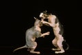 Sphynx Domestic Cat, Adults fighting against Black Background