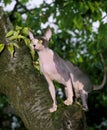 SPHYNX DOMESTIC CAT, FEMALE STANDING IN TREE