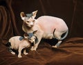 Sphynx Domestic Cat, Hairless Cat, Female with Kitten