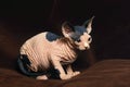 SPHYNX DOMESTIC CAT, KITTEN