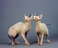 Sphynx Domestic Cat, Pair