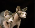 Sphynx Domestic Cat, Portrait of Adults