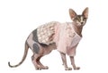 Sphynx dressed (1 year old)