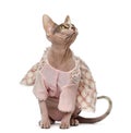 Sphynx dressed (1 year old)