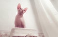 Sphynx funny cat