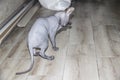 Sphynx gray cat sitting on the floor and washes herself with her paw  Beautiful hairless gray sphynx kitten back view Royalty Free Stock Photo