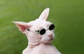 Sphynx Hairless Cat Royalty Free Stock Photo