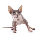 Sphynx Hairless Cat Royalty Free Stock Photo