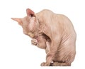 Sphynx Hairless Cat grooming against white background Royalty Free Stock Photo