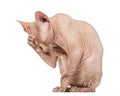 Sphynx Hairless Cat grooming against white background Royalty Free Stock Photo