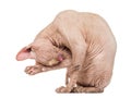 Sphynx Hairless Cat grooming against white background Royalty Free Stock Photo