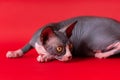 Sphynx Hairless cat lying down on deep red background, looking over shoulder with watchful gaze Royalty Free Stock Photo