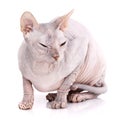 Sphynx hairless cat posing in studio Royalty Free Stock Photo