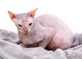 Sphynx hairless cat posing in studio Royalty Free Stock Photo