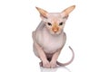 Sphynx hairless cat on a white background