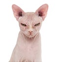 Sphynx Hairless Cat, 4 years old, against white background Royalty Free Stock Photo