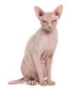 Sphynx Hairless Cat, 4 years old, against white background Royalty Free Stock Photo