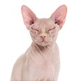 Sphynx Hairless Cat, 4 years old Royalty Free Stock Photo