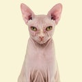 Sphynx Hairless Cat, 4 years old, against yellow background