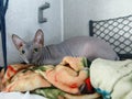 Sphynx hairless grey cat travelling by train. Cute cat lying by upper berth in train compartment. Journey with pet