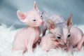 Sphynx hairless kittens