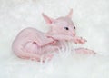 Sphynx hairless kittens