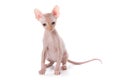 Sphynx kitten Royalty Free Stock Photo