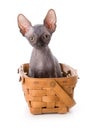 Sphynx kitten Royalty Free Stock Photo