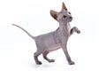 Sphynx kitten Royalty Free Stock Photo