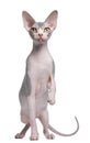 Sphynx kitten, 7 months old