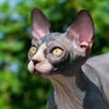 Sphynx kitten of black and white color looks up tensely, as if wants to ask question. Portrait Royalty Free Stock Photo