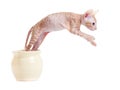 Sphynx kitten or cat jumping from jar Royalty Free Stock Photo