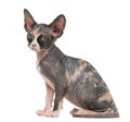 Sphynx kitten looking at the camera Royalty Free Stock Photo