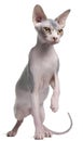 Sphynx kitten, 7 months old, in front of white background