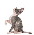Sphynx kitten pawing up Royalty Free Stock Photo
